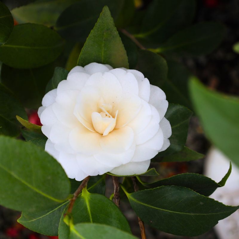 Camellia (White)