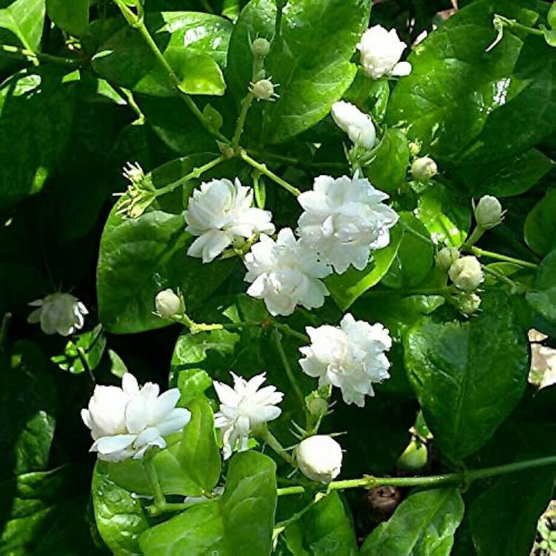 Arabian Jasmine