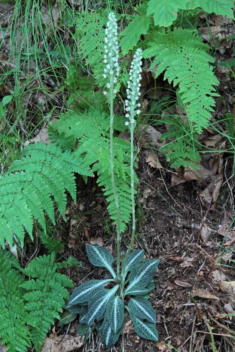 Goodyera pubescens (Downy Rattlesnake Plantain)