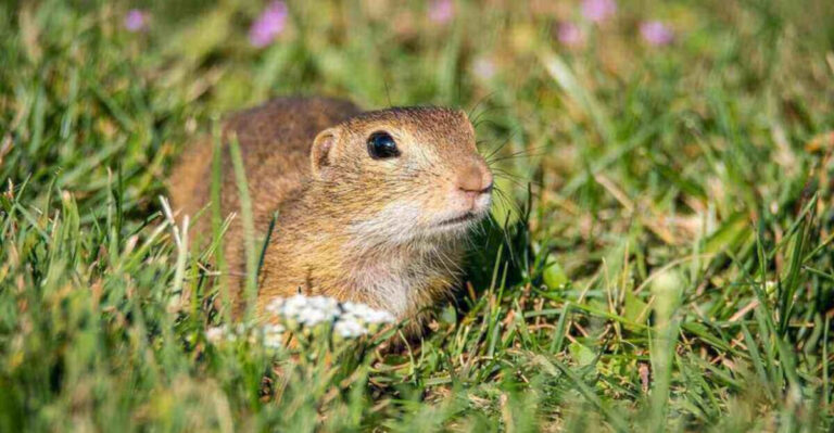 Gopher-geddon: Clever (and Hilarious) Ways to Keep These Furry Invaders Out of Your Garden!