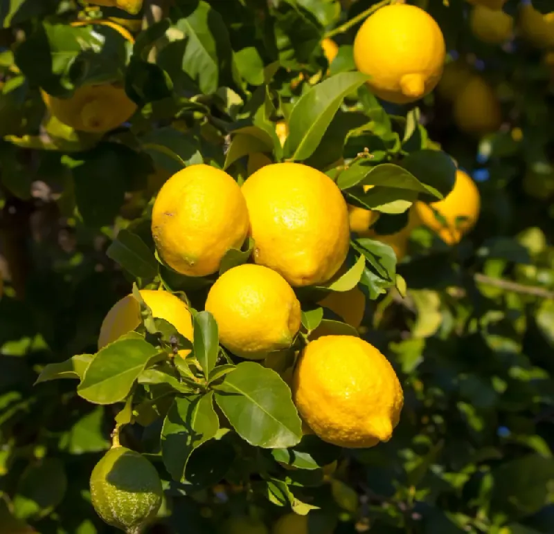 Lemon Tree (Citrus limon)