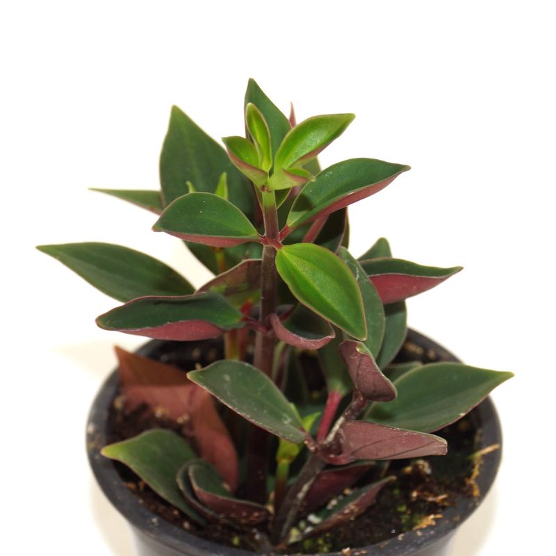 Peperomia pereskiifolia