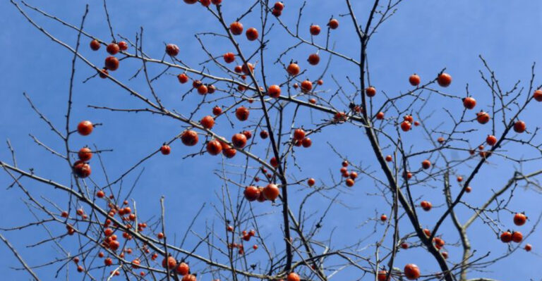Grow, Harvest, and Savor: The Ultimate Guide to American Persimmons