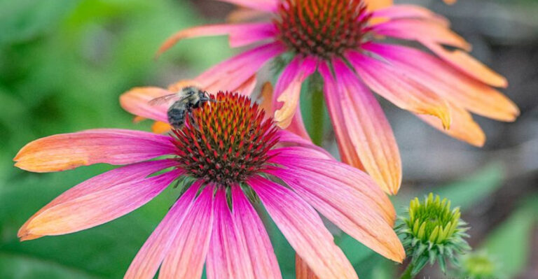 Grow These 20 Plants Alongside Blackberries for Bigger and Better Harvests