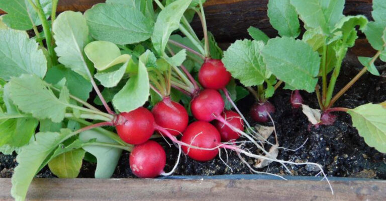 Grow These 20 Unexpected Vegetables in Pots and Planters