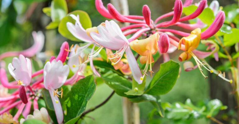 Grow These 22 Scented Vines for a Heavenly-Smelling Garden