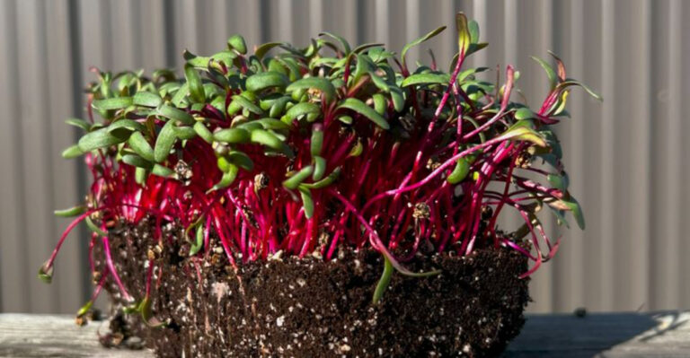 Grow Your Own Veggies in a Cup with These 15 Simple Picks