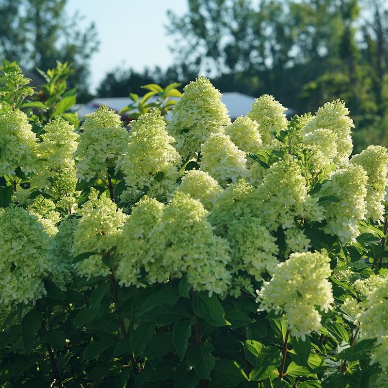 Hydrangea ‘Limelight’
