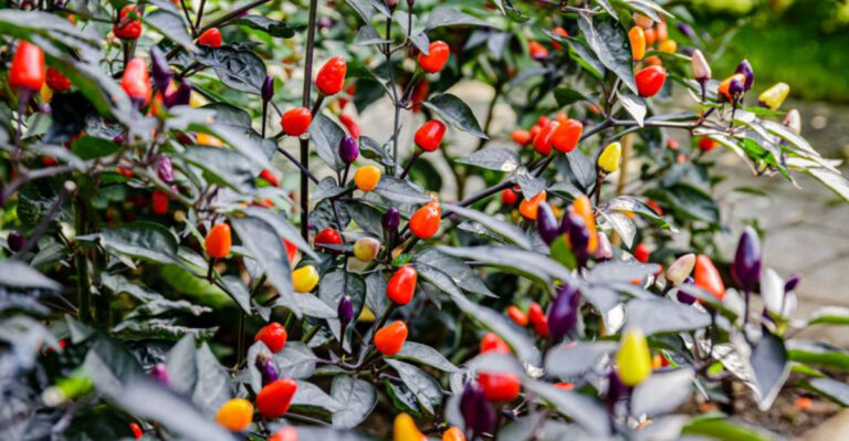 How To Create Stunning Planters This Year With Ornamental Peppers!