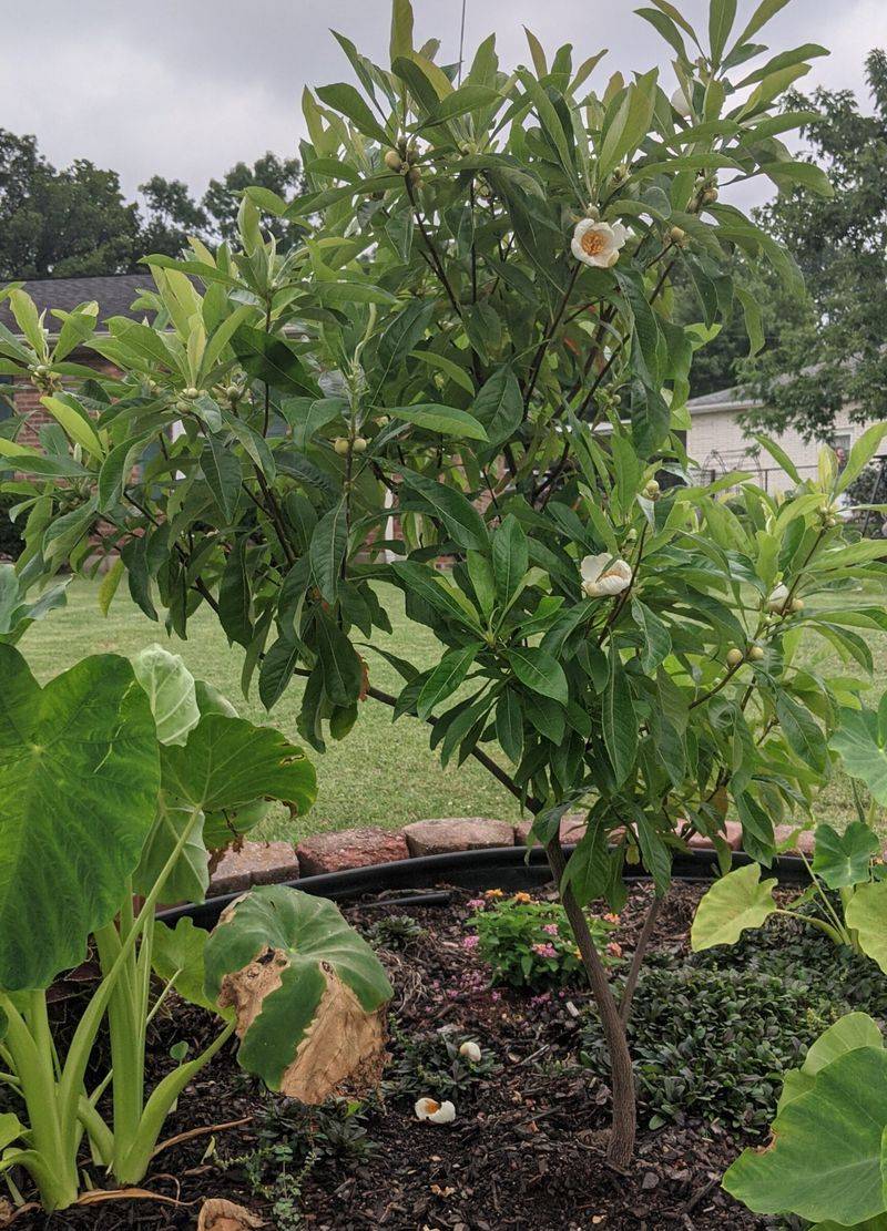 Propagation – Can You Grow It from Seed?