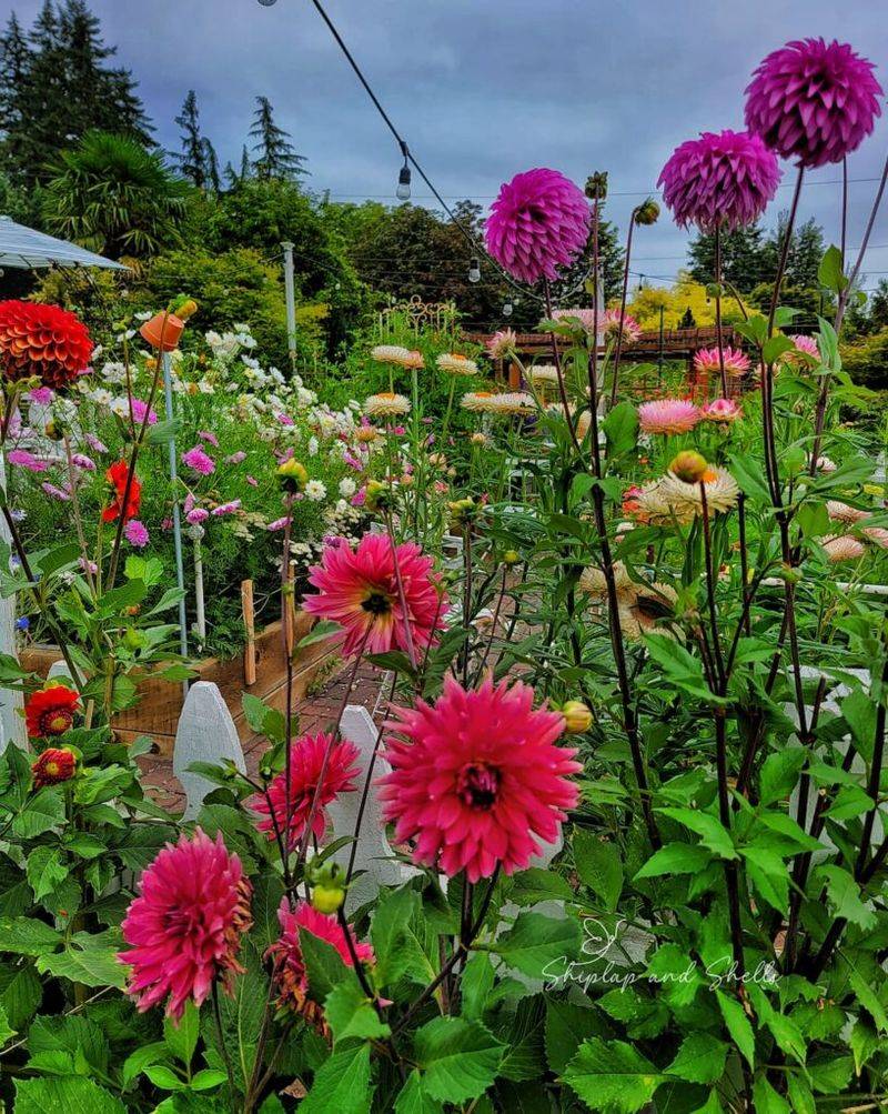 Insufficient Sunlight