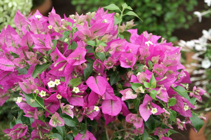 Bougainvillea (Bougainvillea spp.)