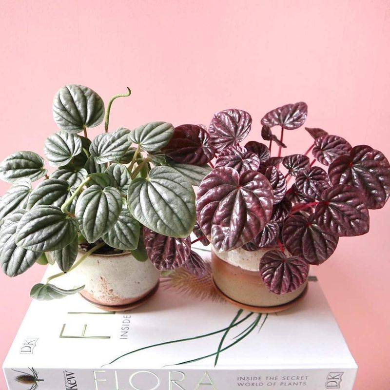 Ripple Peperomia (Peperomia caperata)