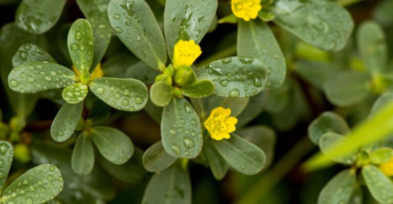 Just One Leaf! 20 Indoor Plants That Practically Grow Themselves