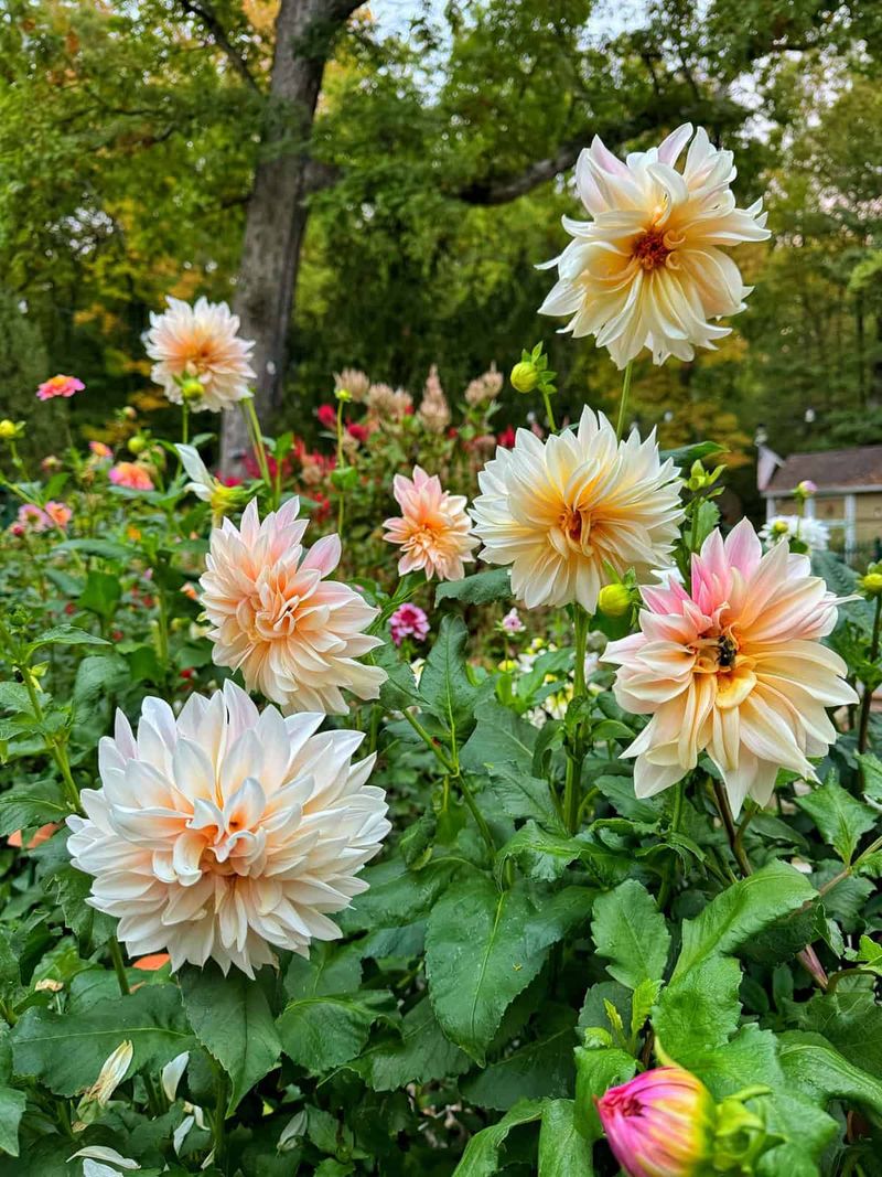 Lack of Support or Staking