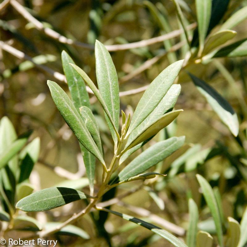Olive Tree (Olea europaea)