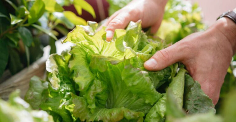 Leaf It to Lettuce: 14 Reasons This Green Deserves a Spot in Your Garden