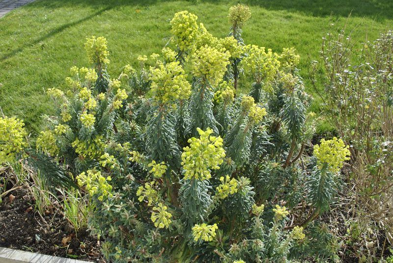 Euphorbia (Euphorbia characias)