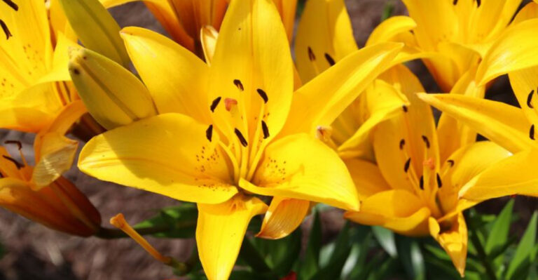 Lilies: Gorgeous, Fragrant, and Potentially Cat Villains – 15 Fascinating Facts You Need to Know!