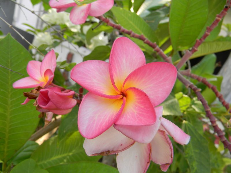 Plumeria (Frangipani)
