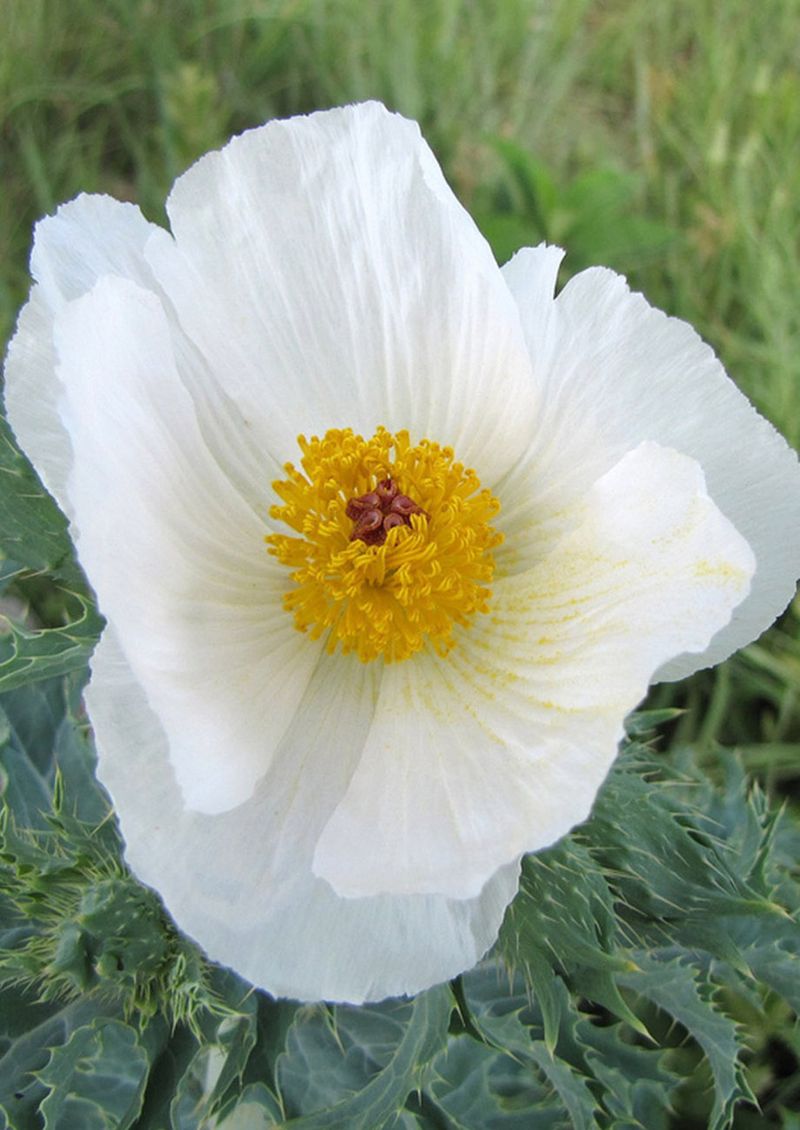 White Poppy