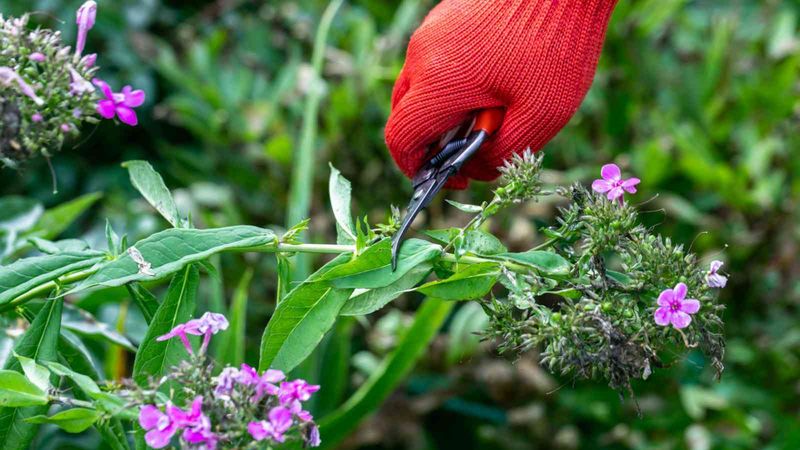 Deadhead Spent Flowers