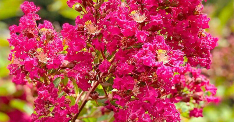 Move Over, Roses! These 10 Flowers Were the OG Love Symbols