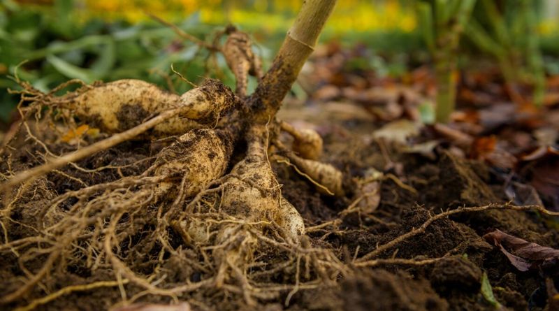 Neglecting Tuber Care in Winter
