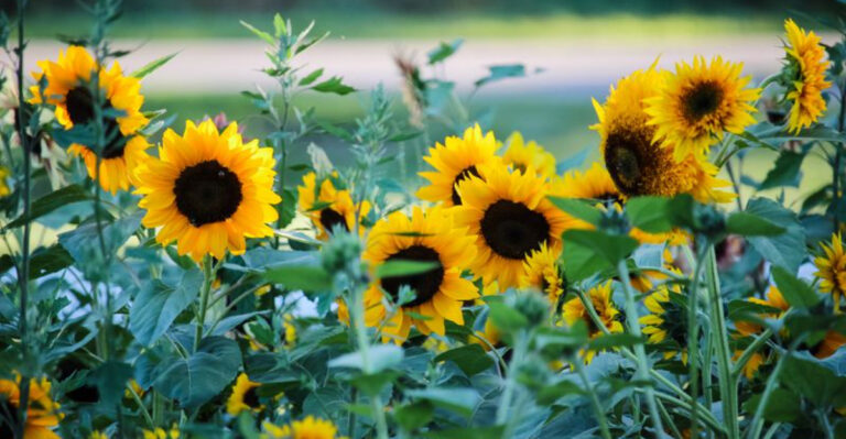 New to Gardening? Try These 10 Resilient Spring Plants