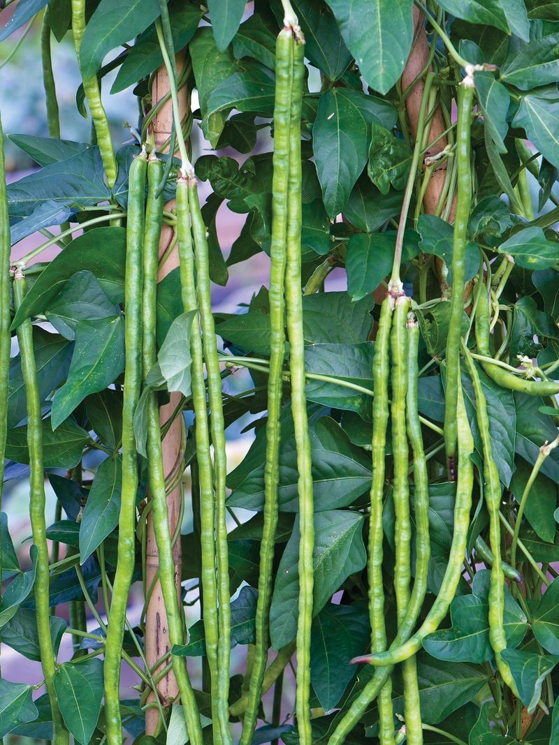 Yardlong Beans