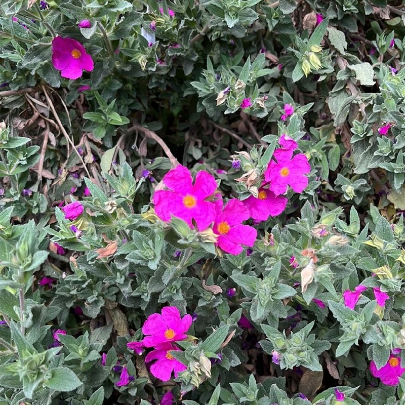 Cistus (Cistus spp., Rock Rose)