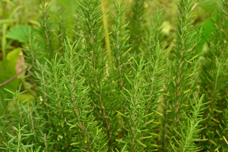 Rosemary (Rosmarinus officinalis)