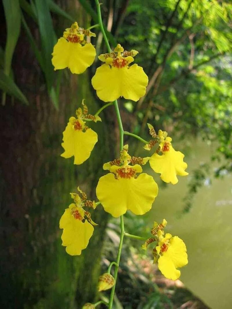 Oncidium (Dancing Lady Orchids)