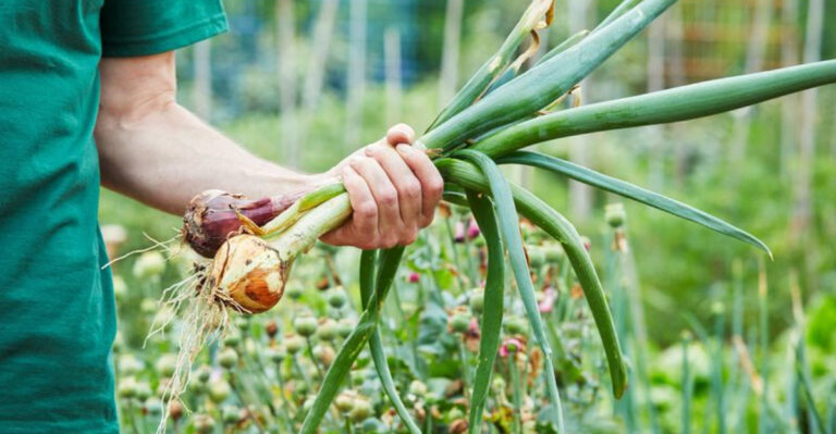 Onion Seeds vs. Onion Sets: Which Should You Plant for the Best Harvest?