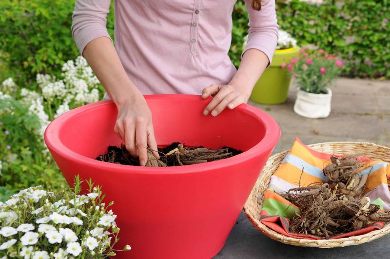 Overwatering Tuber Starts