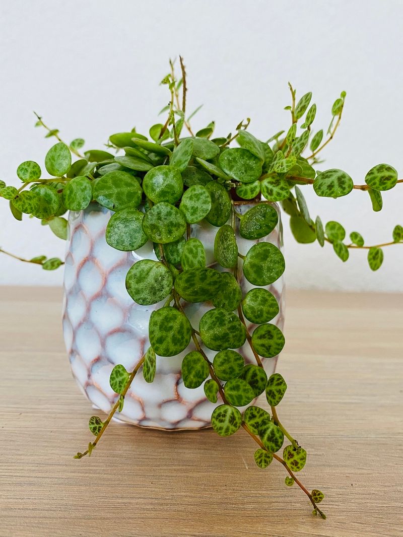 Peperomia prostrata