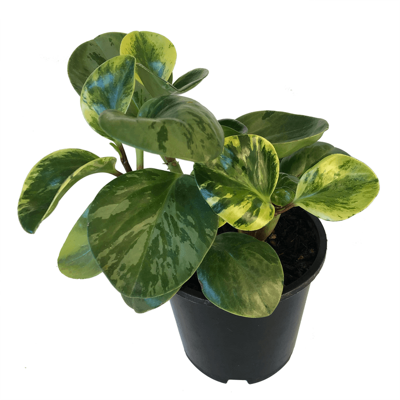 Peperomia obtusifolia 'Variegata'