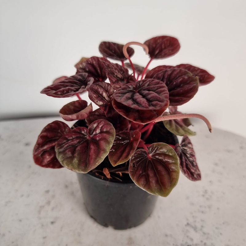 Peperomia caperata ‘Ruby’