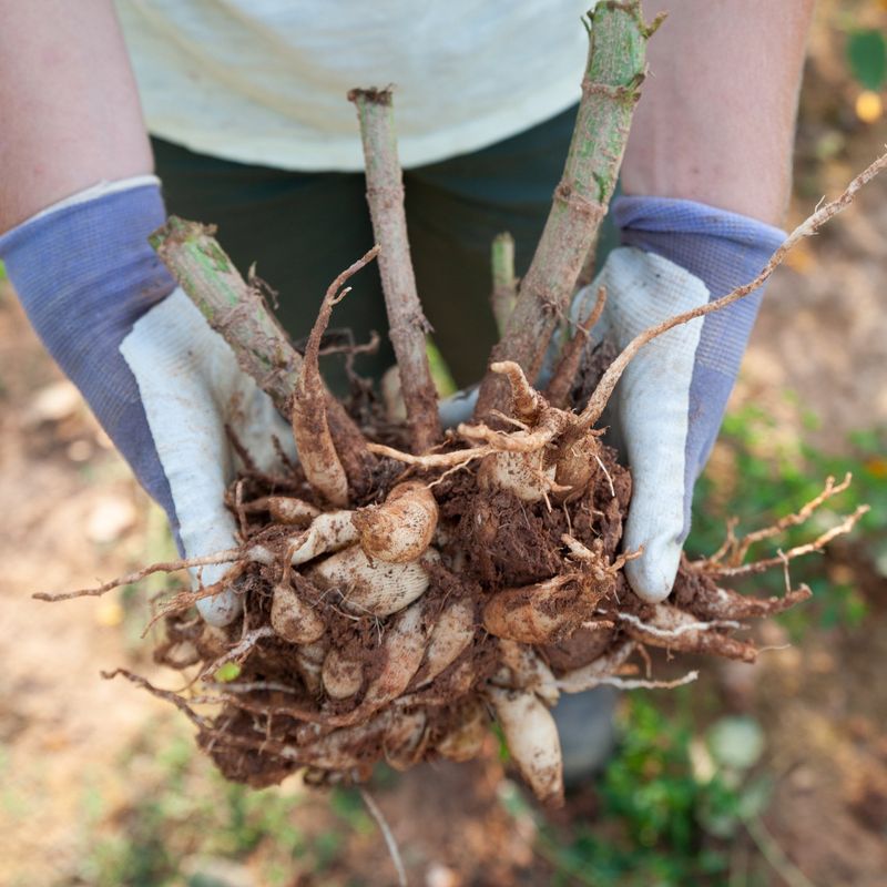 Planting Too Early or in Cold Soil
