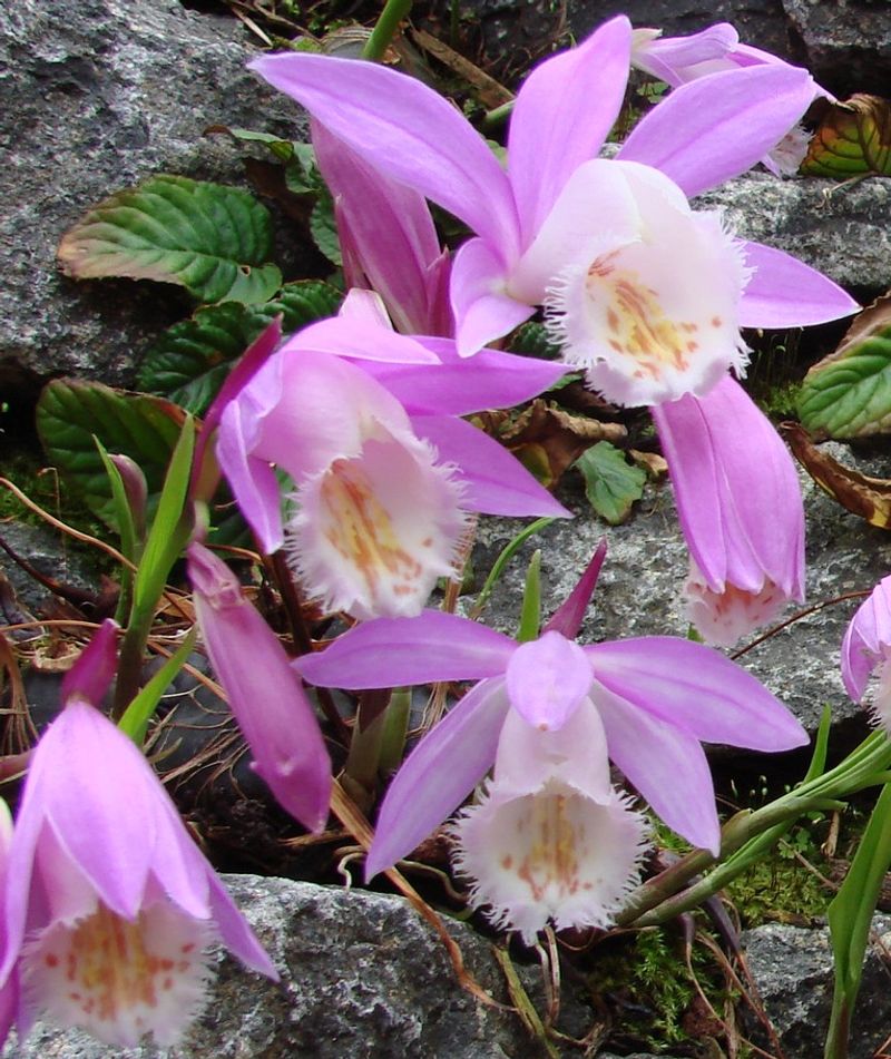 Pleione formosana (Peacock Orchid)