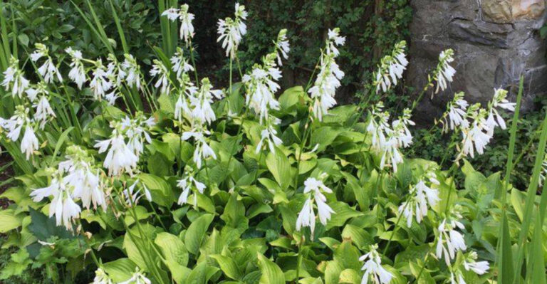 Post-Bloom Hostas: 10 Essential Tips to Keep Them Lush and Beautiful!