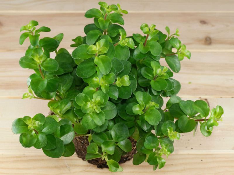 Coin-Leaf Peperomia (Peperomia rotundifolia)