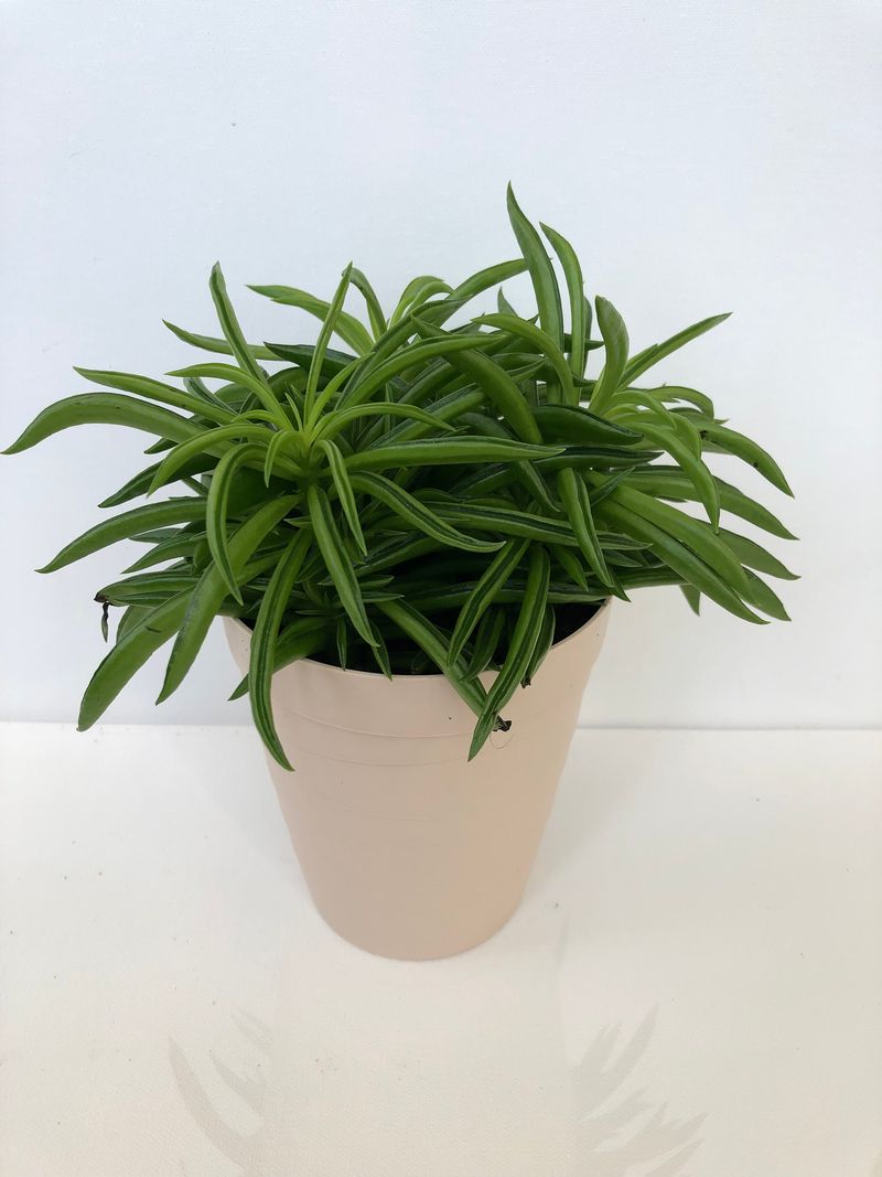 Dragon Wing Peperomia (Peperomia ferreyrae)