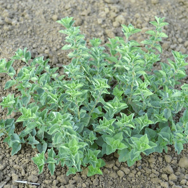 Greek Oregano (Origanum vulgare ssp. hirtum)