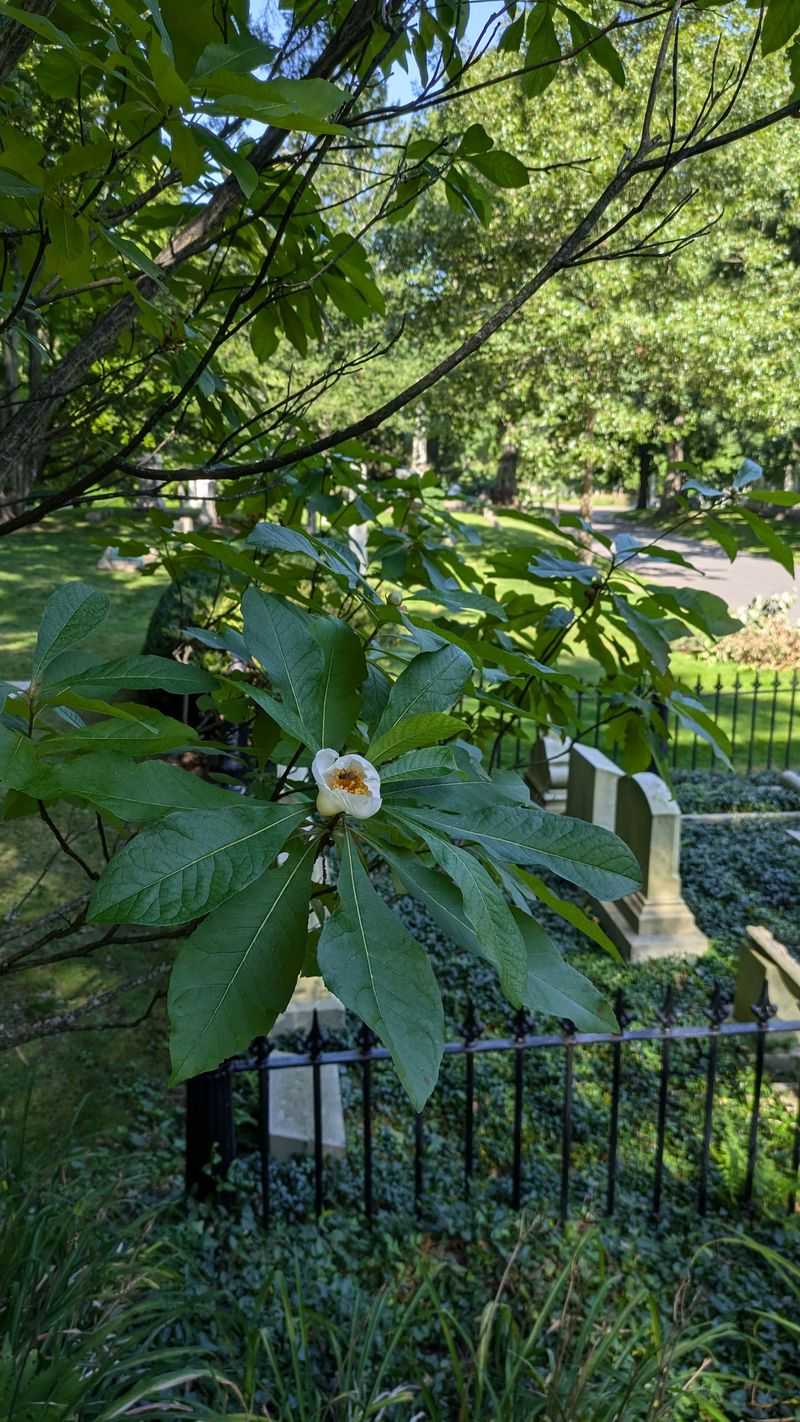 Where to Find and Buy Franklin Tree Today