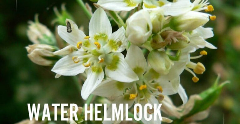 Silent Killer: The Most Dangerous Plant in North America