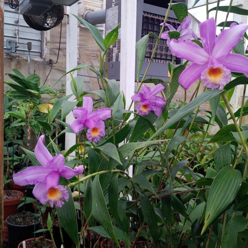 Sobralia spp.