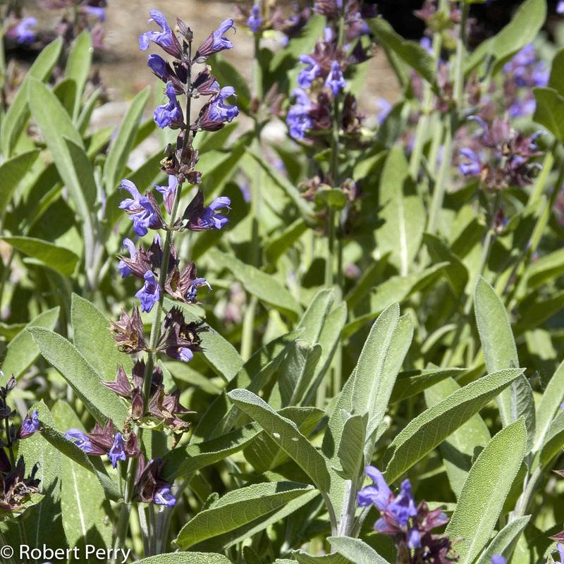 Sage (Salvia officinalis)