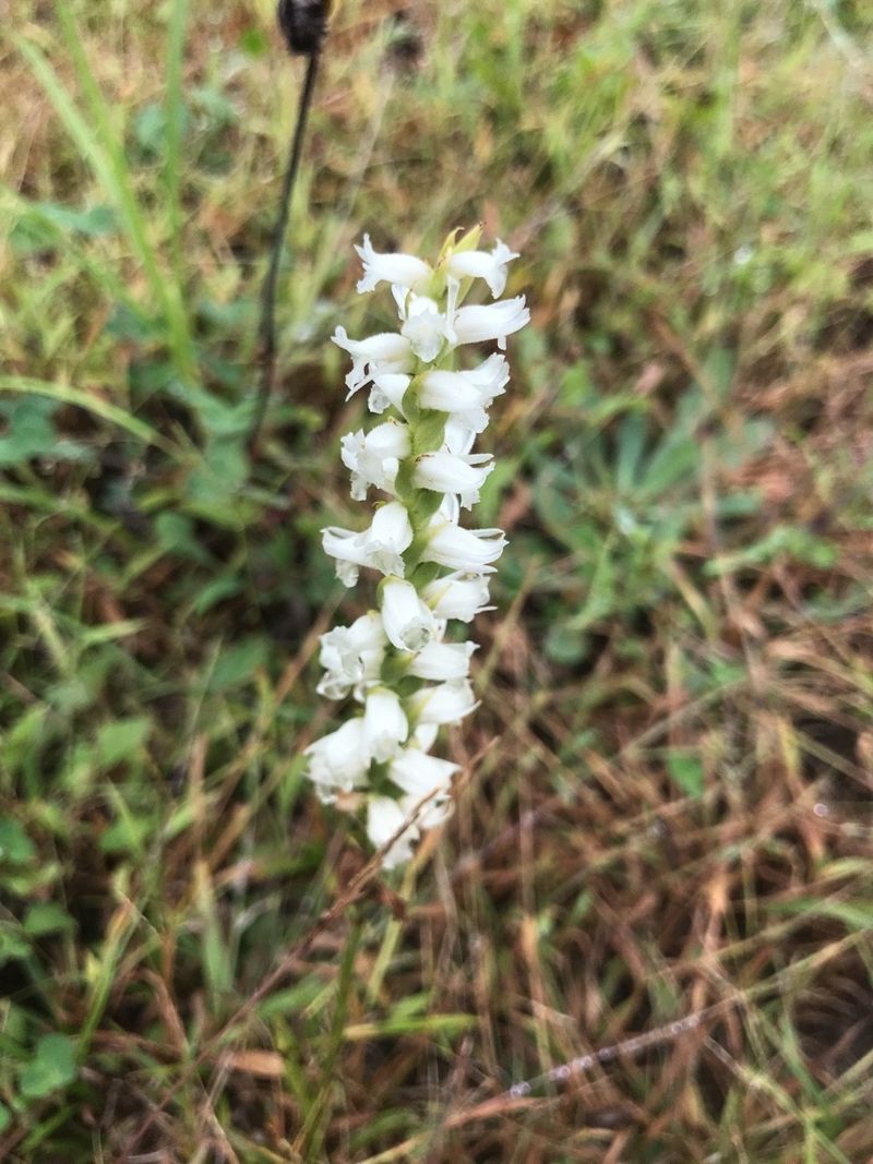 Spiranthes cernua (Nodding Ladies’ Tresses)
