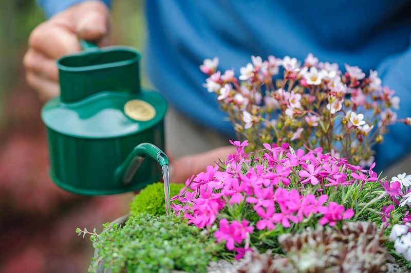 Water After Fertilizing